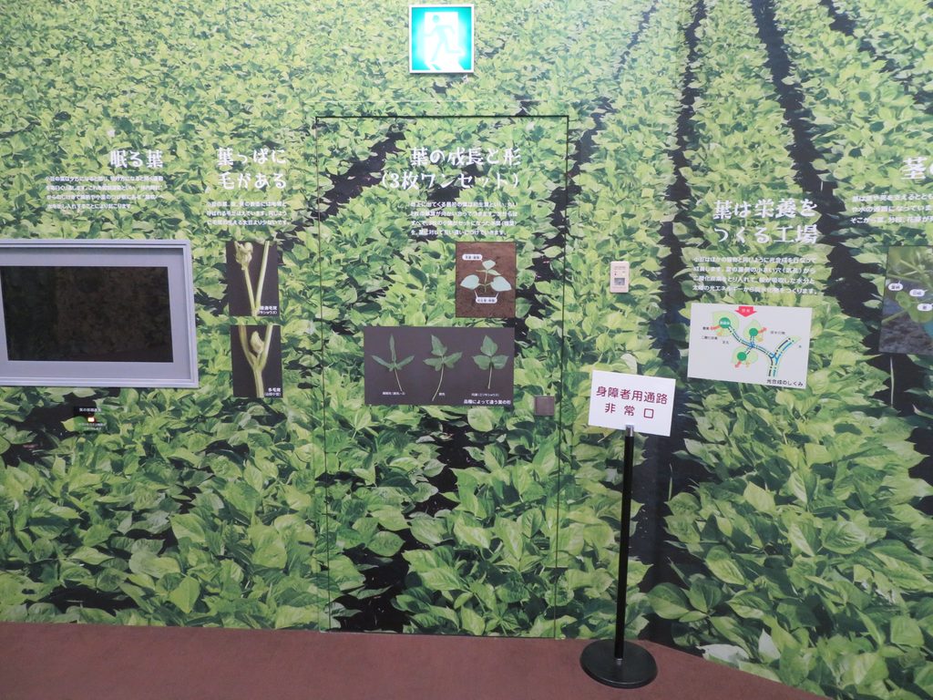 小豆畑の風景を再現した壁面展示