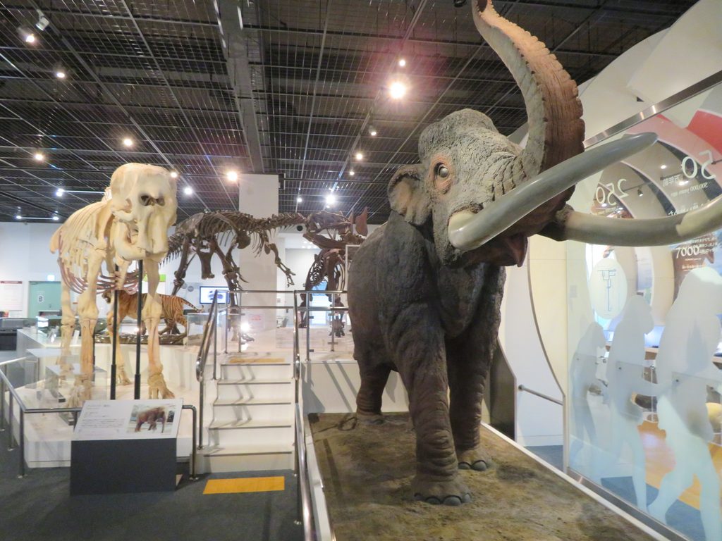 2階に展示されているマンモスの模型と骨格標本