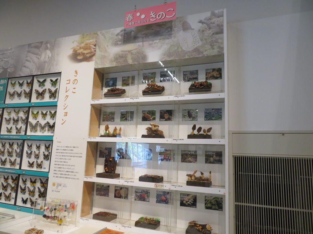 2階のきのこコレクションと蝶の標本の展示