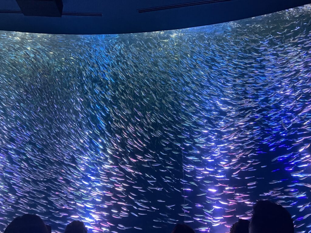 名古屋港水族館のマイワシパフォーマンス