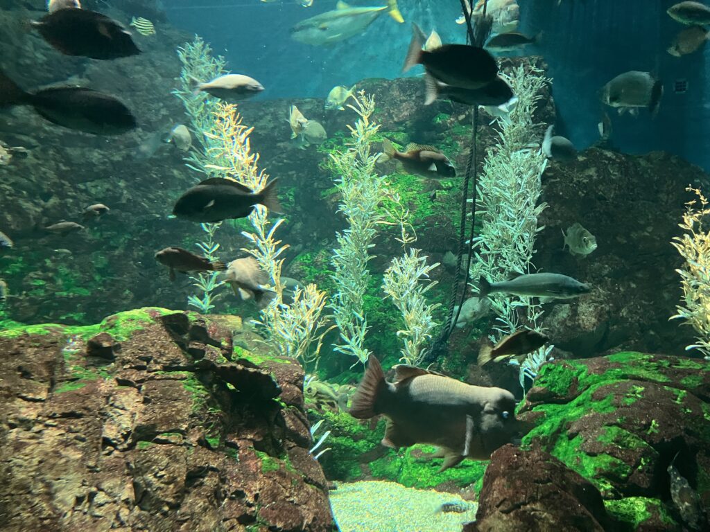 海遊館の水槽を泳ぐさまざまな魚