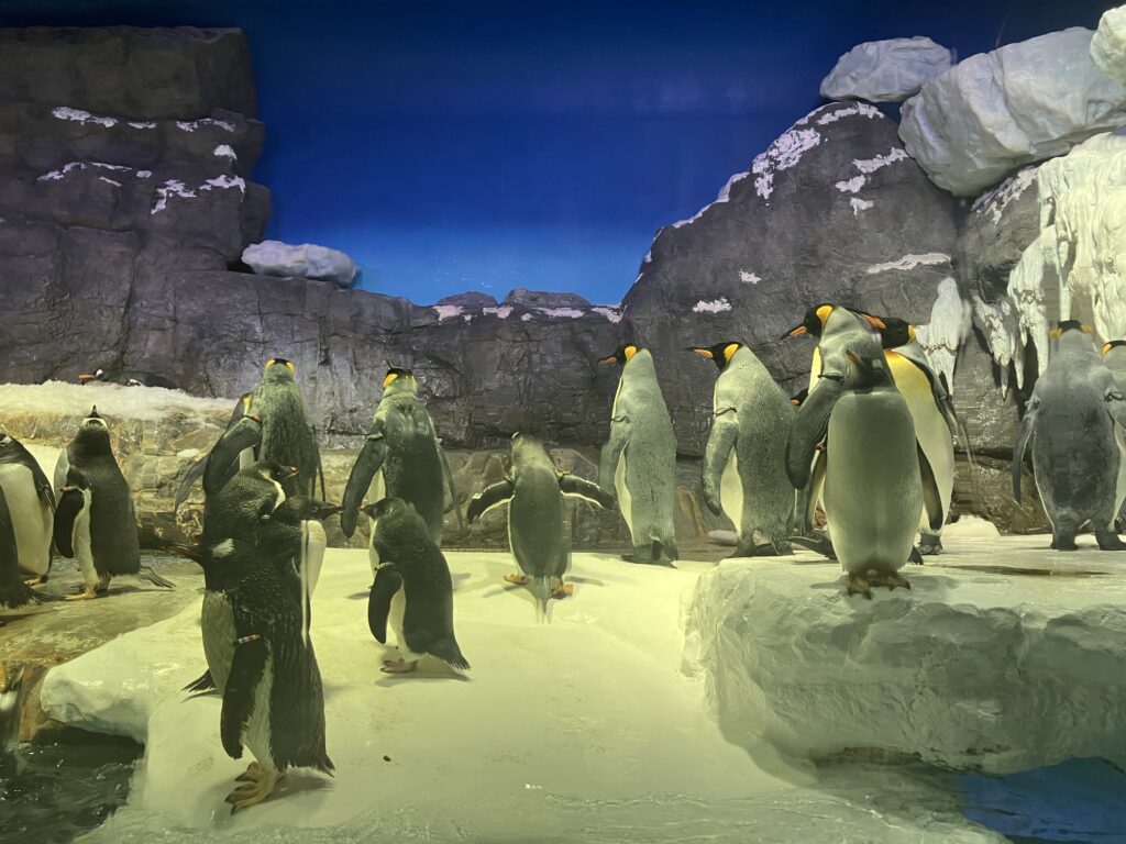 海遊館で展示されているペンギンの群れ
