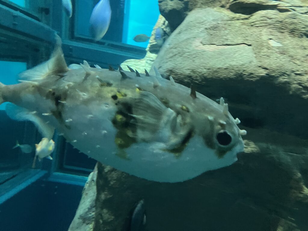 海遊館の水槽を泳ぐハリセンボン