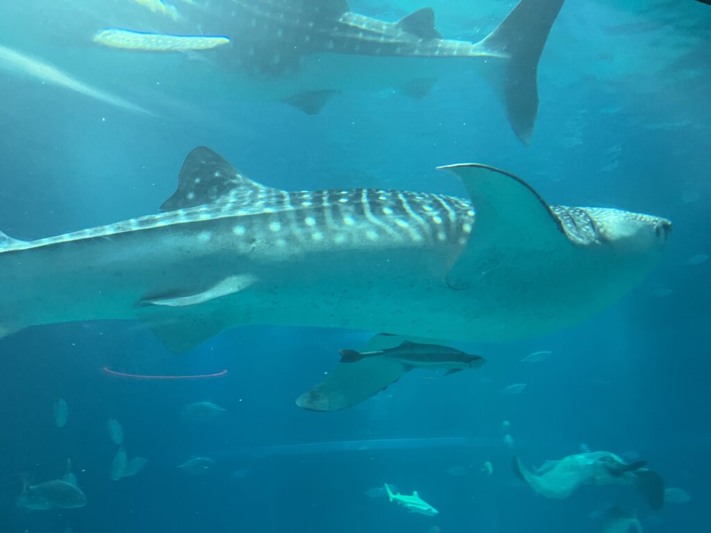 海遊館の太平洋水槽を泳ぐジンベエザメ